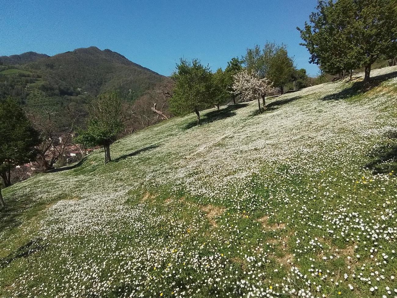 Casa Vacanze Podere Ugolini Ronta ภายนอก รูปภาพ