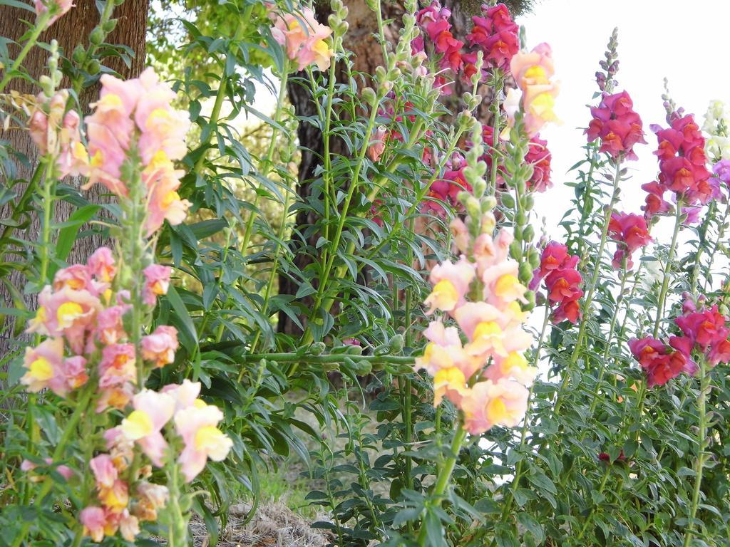 Casa Vacanze Podere Ugolini Ronta ภายนอก รูปภาพ